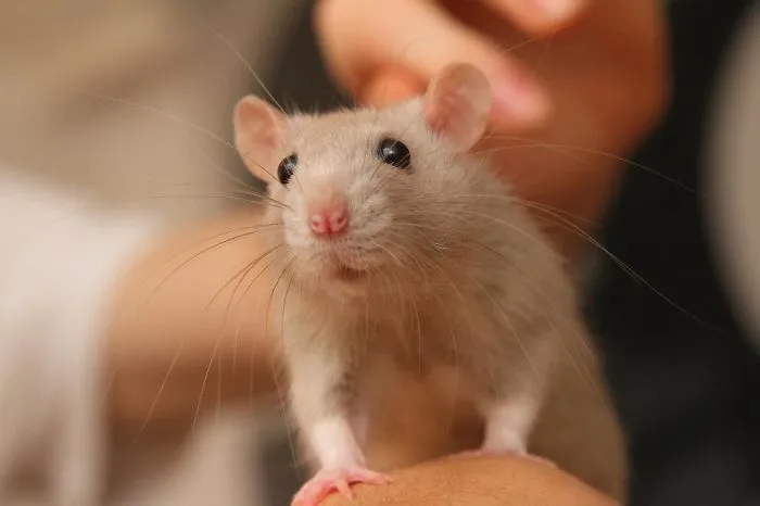 202 Adorable Rat Pics Proving That They Can Be The Cutest Pets Ever