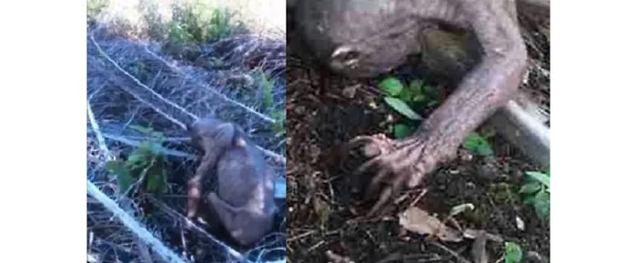 A Bald Sunbear In Borneo Where Major Deforestation Is Threatening Their Habitat And Health