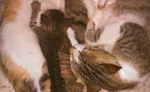 Cat's Love