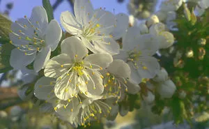 Defining True Natural Beauty — The Magic Of Cherry Blooming, In Picture And Text (part 2)