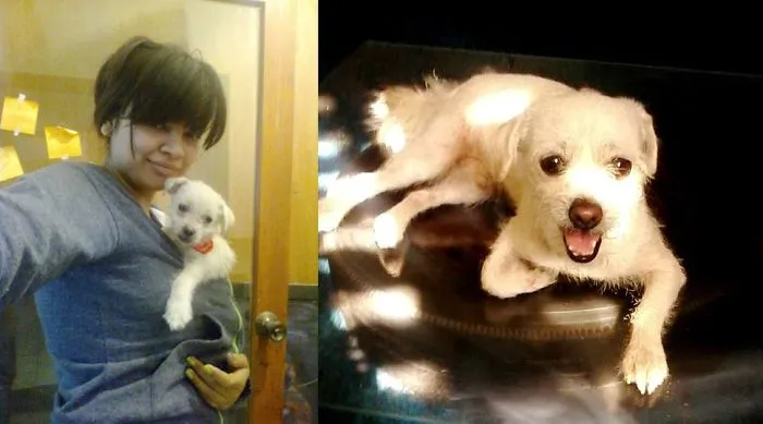 My Chi-poo...... One Month Old To Two Years Now.