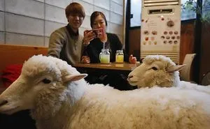 Animal Cafes From Around The World
