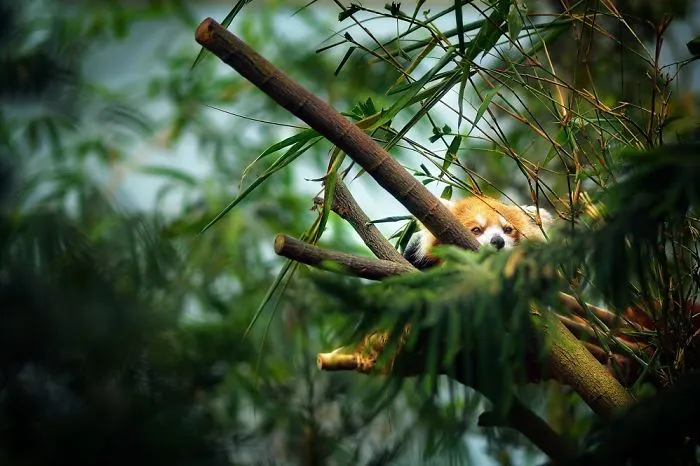 10 Red Panda Peering Through