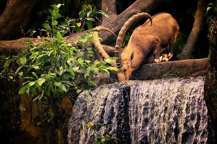 Drinking From The Stream