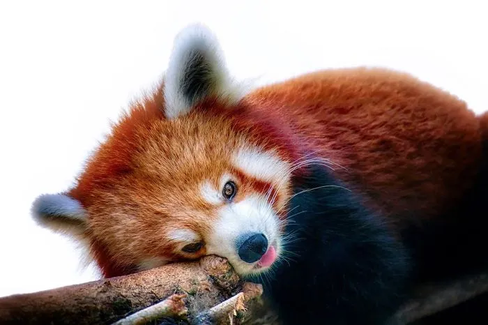 Red Panda Sticking Out At You