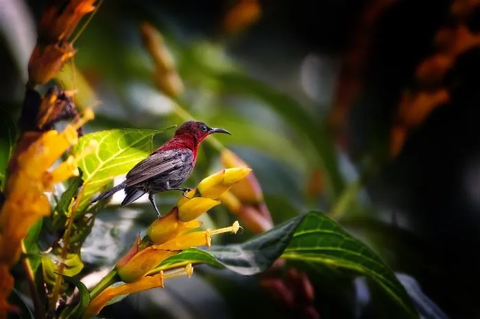 Sunbird Perching And Wondering