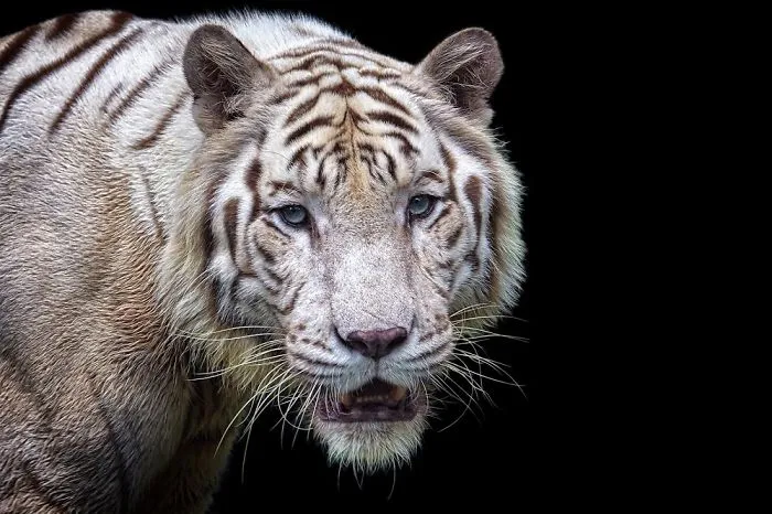 Portrait Of Omar | White Tiger