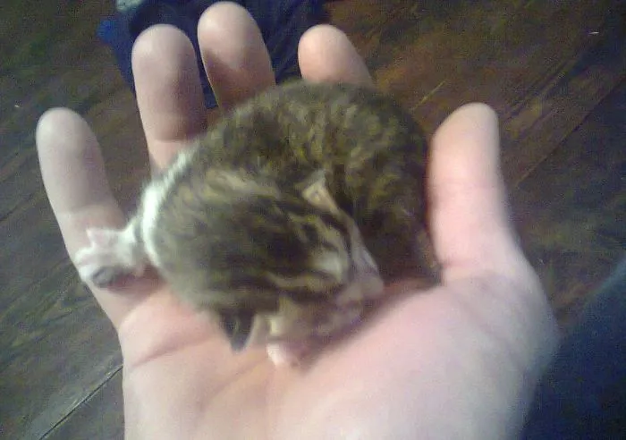 Post Your Own Cute Little Friends!