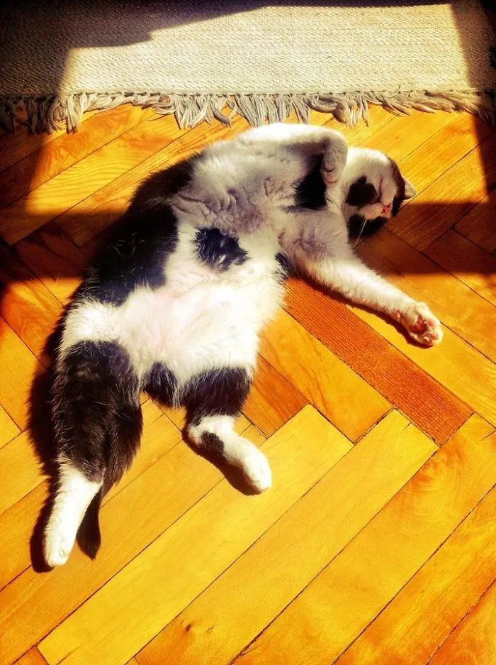 50 Animals That Love Warmth More Than Anything