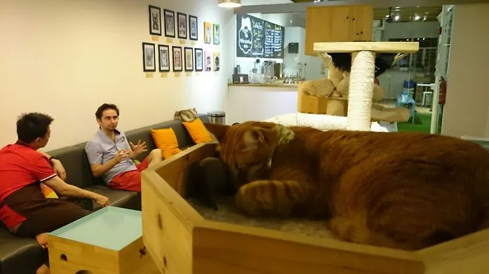 Cafe Neko No Niwa, Singapore