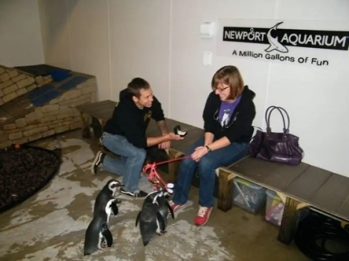 I Have Loved Penguins Since I Was In First Grade.  Needless To Say This Was Perfect.