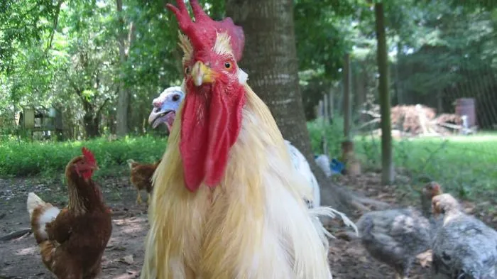 90 Of The Funniest Animal Photobombs Ever