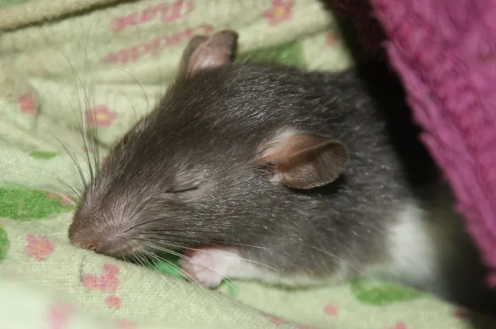 202 Adorable Rat Pics Proving That They Can Be The Cutest Pets Ever