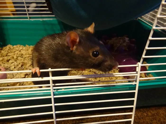 202 Adorable Rat Pics Proving That They Can Be The Cutest Pets Ever