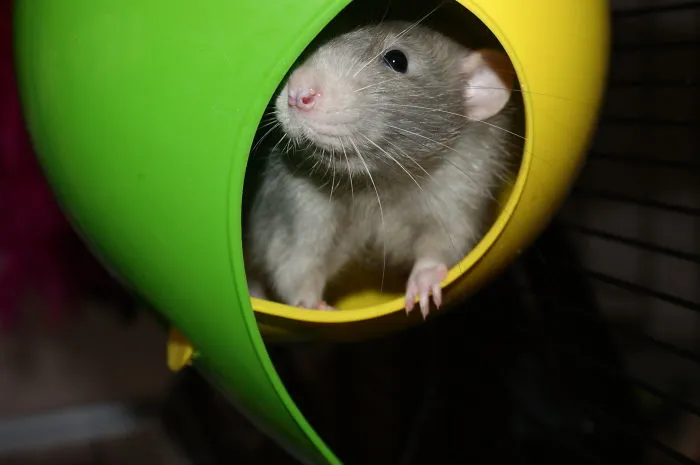 202 Adorable Rat Pics Proving That They Can Be The Cutest Pets Ever