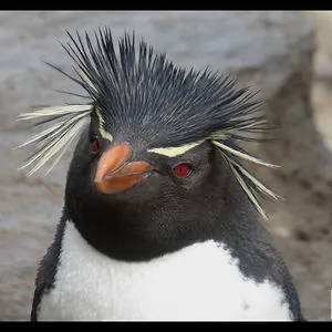 Traveling Rockhopper