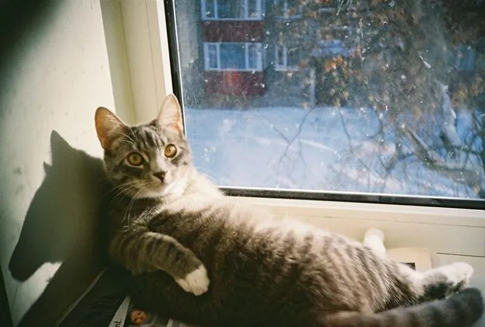 50 Animals That Love Warmth More Than Anything