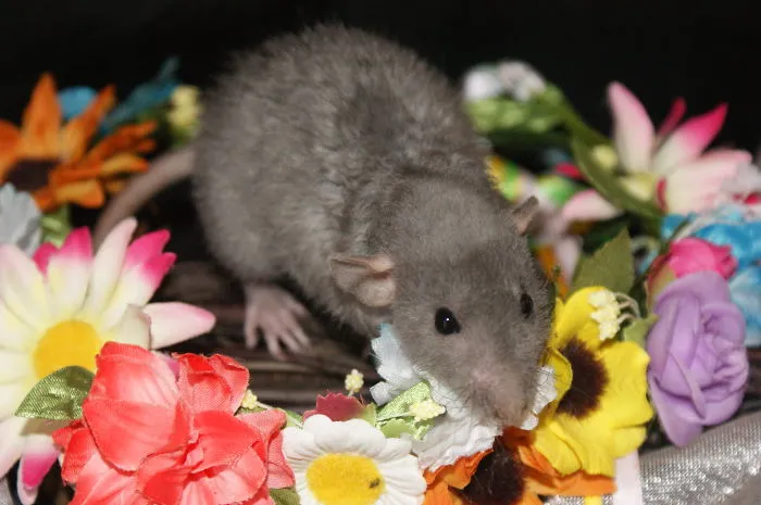 202 Adorable Rat Pics Proving That They Can Be The Cutest Pets Ever