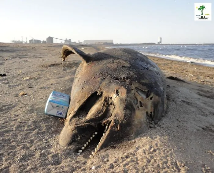 The Tunisian Chemical Group Ecocide In Gabes (tunisia)