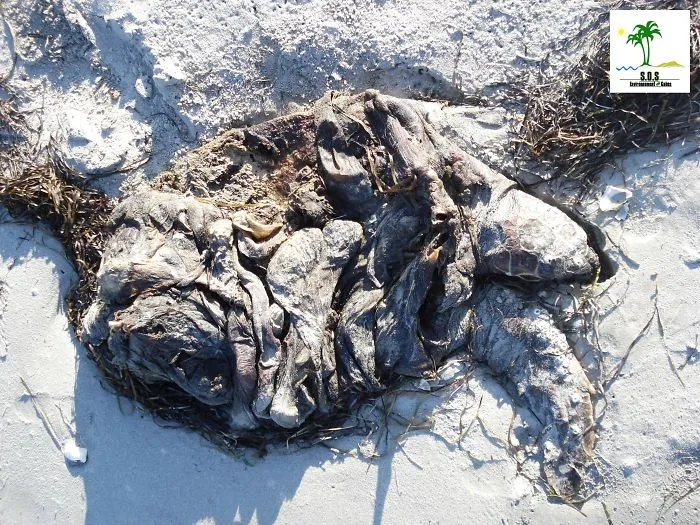 The Tunisian Chemical Group Ecocide In Gabes (tunisia)
