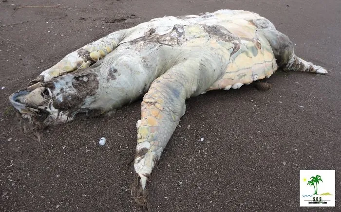 The Tunisian Chemical Group Ecocide In Gabes (tunisia)