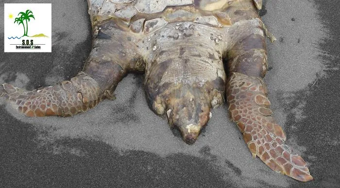The Tunisian Chemical Group Ecocide In Gabes (tunisia)