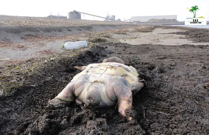 The Tunisian Chemical Group Ecocide In Gabes (tunisia)