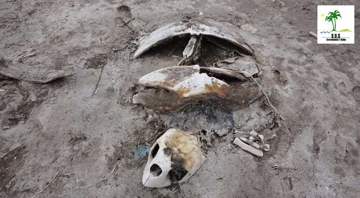 The Tunisian Chemical Group Ecocide In Gabes (tunisia)