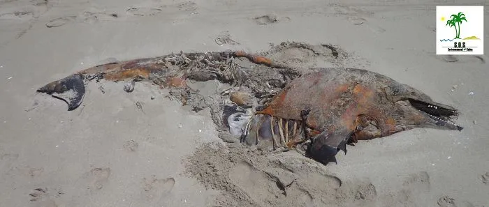The Tunisian Chemical Group Ecocide In Gabes (tunisia)