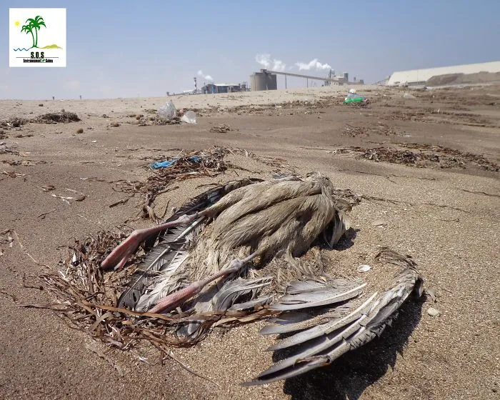 The Tunisian Chemical Group Ecocide In Gabes (tunisia)