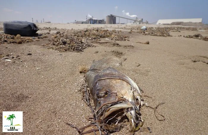 The Tunisian Chemical Group Ecocide In Gabes (tunisia)