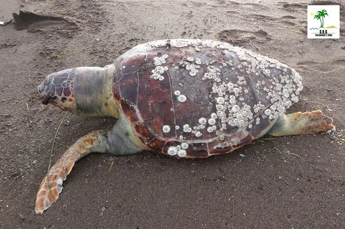 The Tunisian Chemical Group Ecocide In Gabes (tunisia)