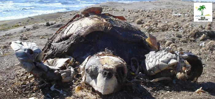 The Tunisian Chemical Group Ecocide In Gabes (tunisia)