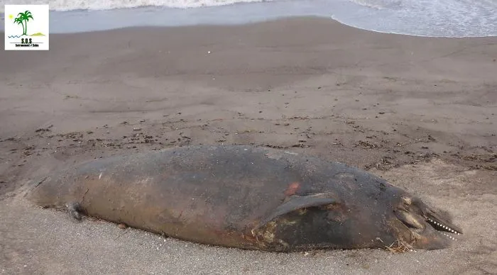 The Tunisian Chemical Group Ecocide In Gabes (tunisia)