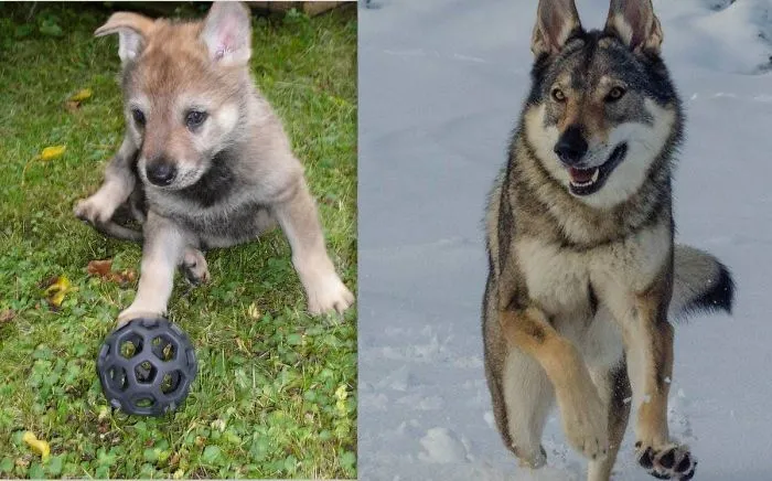 Daytona Three Years Apart