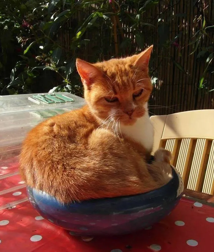 My Lovely Ginger-bonsai...