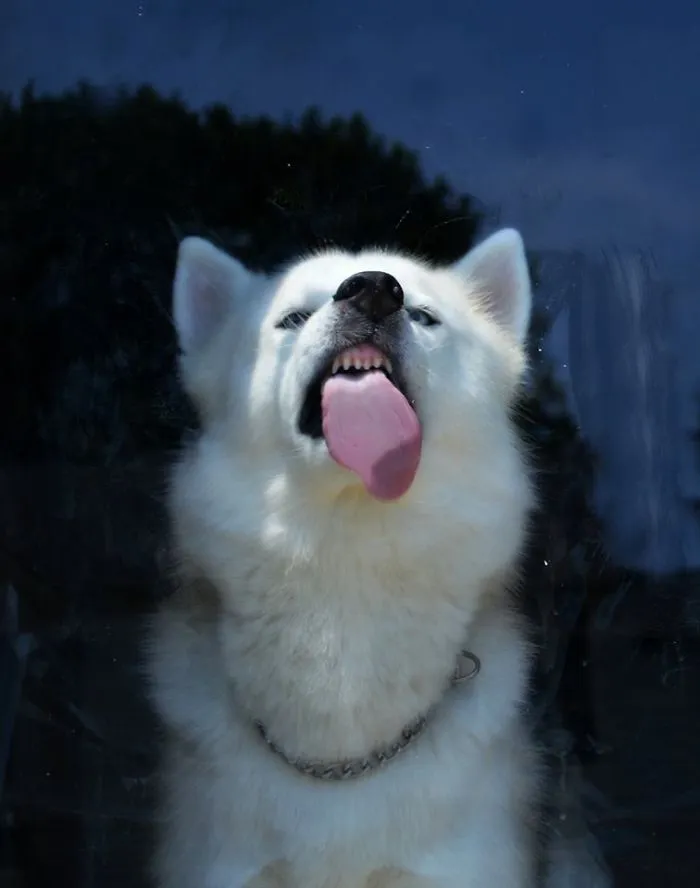 42 Animals Licking Glass That Have No Idea How Silly They Look