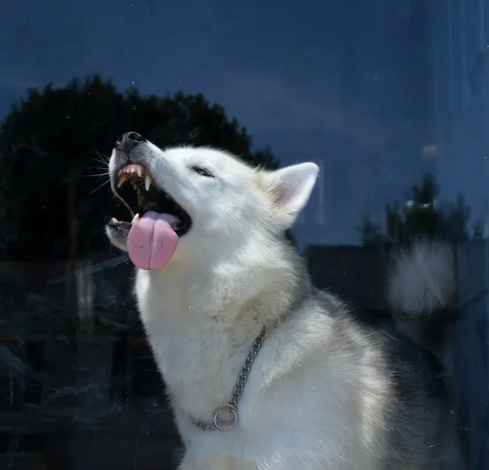 42 Animals Licking Glass That Have No Idea How Silly They Look