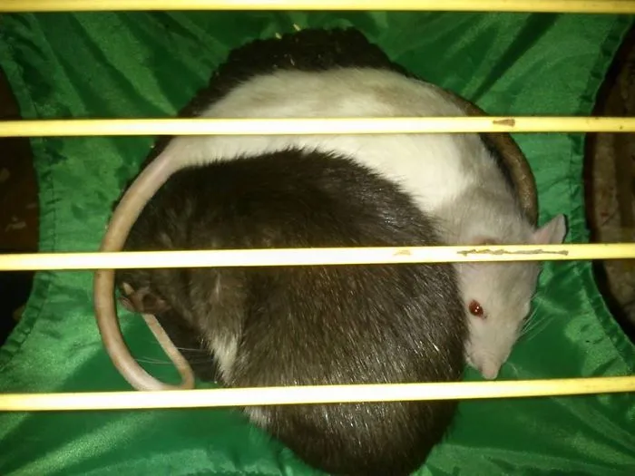 202 Adorable Rat Pics Proving That They Can Be The Cutest Pets Ever