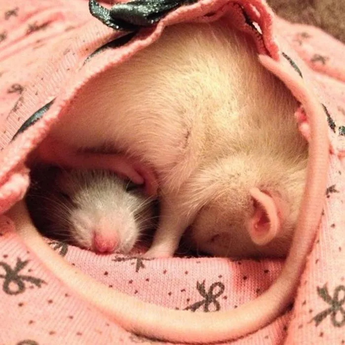 202 Adorable Rat Pics Proving That They Can Be The Cutest Pets Ever