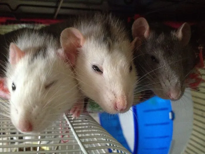202 Adorable Rat Pics Proving That They Can Be The Cutest Pets Ever