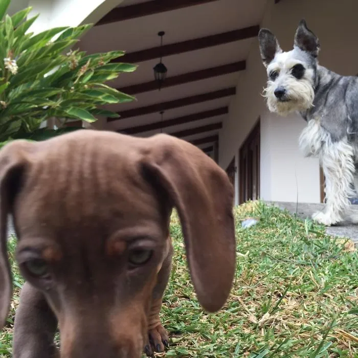 90 Of The Funniest Animal Photobombs Ever