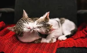 My Two Cats Have Fallen In Love With Each Other