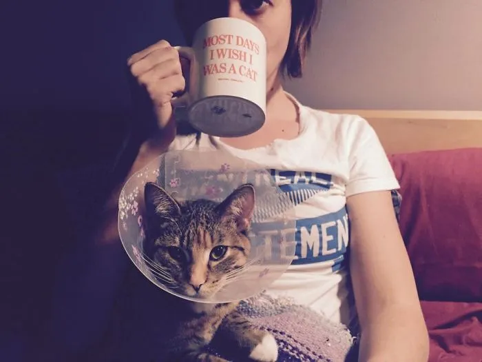 Most Days I Wish I Was A Cat (or Not)