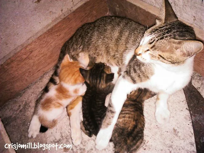 Cat's Love