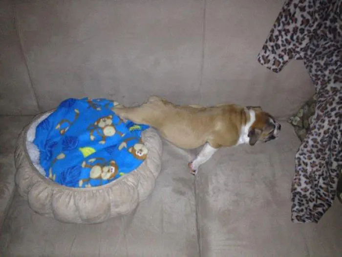 111 Beautiful Bulldog Puppies That Will Melt Your Heart