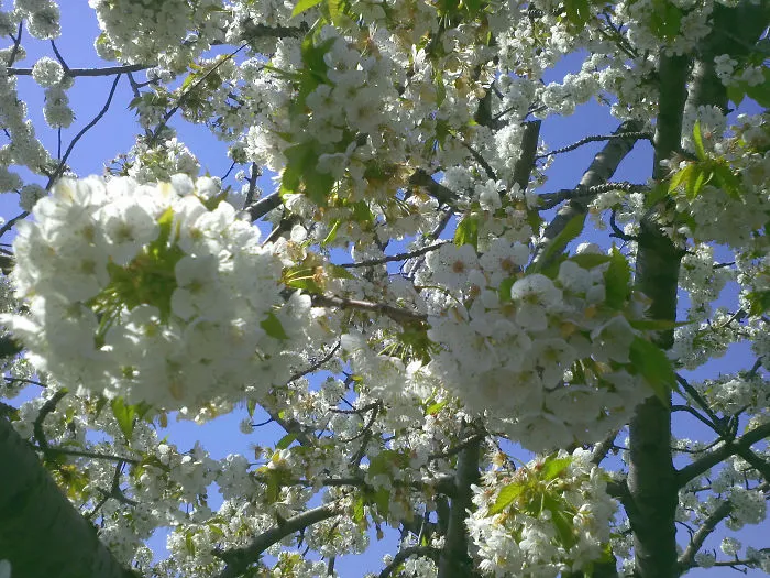 Defining True Natural Beauty — The Magic Of Cherry Blooming, In Picture And Text (part 2)