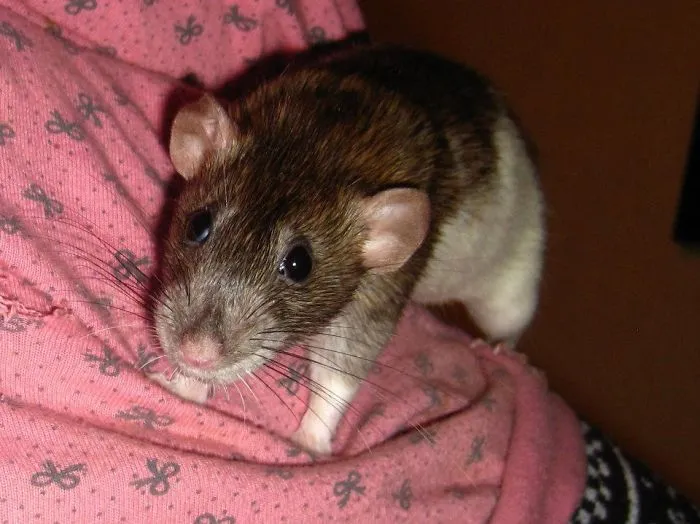 202 Adorable Rat Pics Proving That They Can Be The Cutest Pets Ever