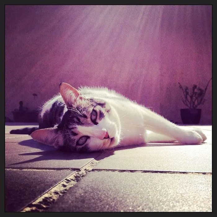 50 Animals That Love Warmth More Than Anything
