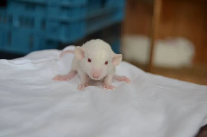 202 Adorable Rat Pics Proving That They Can Be The Cutest Pets Ever
